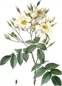 Rosa moschata.