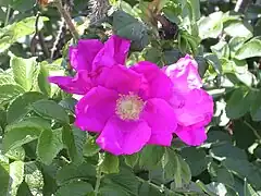 Rosa rugosa simple rose, semblable au type sauvage.