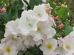 'Sally Holmes' (1976), hybride issu de 'Ballerina' x 'Ivory Fashion', distingué comme rose favorite du monde en 2012