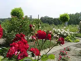 Image illustrative de l’article Deutsches Rosarium