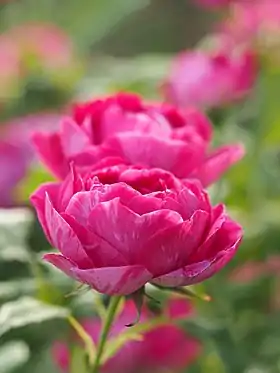 Image illustrative de l’article Commandant Beaurepaire