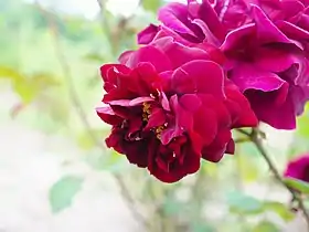 Image illustrative de l’article Louis XIV (rose)