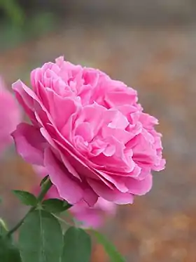 Image illustrative de l’article Paul Neyron