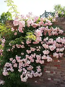 'Tausendschön' (Kiese & Schmidt, 1906).