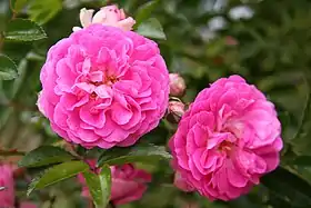 'Dorothy Perkins', 1901. Premier grand succès de Jackson & Perkins.