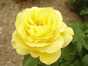 Image illustrative de l’article Souvenir de Marcel Proust