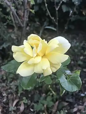 Image illustrative de l’article Yellow Hammer