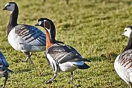 Branta ruficollis