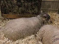 Brebis Roussin de la Hague