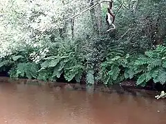 Osmonde royale  sur la berge du ruisseau d'Escource
