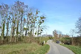 Ripisylve du ruisseau Fau.