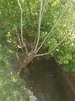 Ruisseau du Rohrbach entre Rohr et Gougenheim