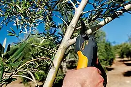 Sécateur arboricole.