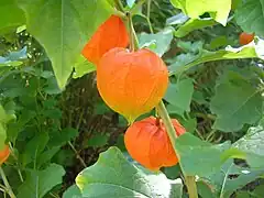 Amour-en-cage (Physalis alkekengi).