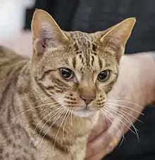 Un ocicat chocolat spotted tabby.