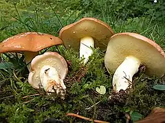 Suillus granulatus, le Bolet granulé (laxatif en grandes quantitées)