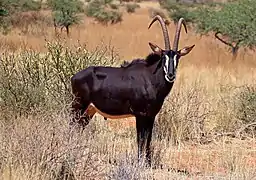 Adulte mâle hippotrague noir dans la réserve de Tswalu Kalahari, , Afrique du Sud