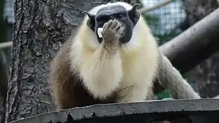 Repas au Parc Zoologique de Paris