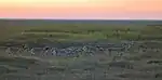 Saigas in Chyornye Zemli