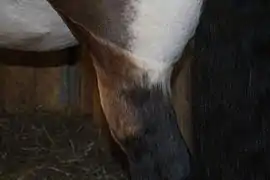 Détail arrière-main