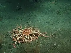 Les ophiures gorgonocéphales peuvent adopter des formes complexes, comme cette Gorgonocephalus eucnemisin sub-abyssale.