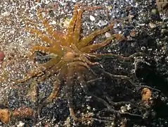 Actinostephanus haeckeli