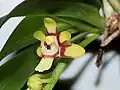 Sarcochilus hirticalcar