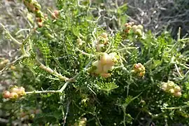 Feuilles pennées, fruits.