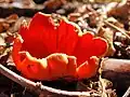 Sarcoscypha coccinea (Ascomycetes, Sarcoscyphaceae)