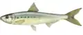 Sardinops sagax.