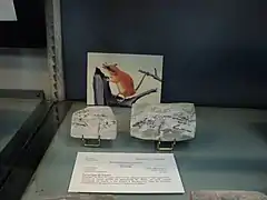 La Sarigue de Cuvier (Peratherium cuvieri).