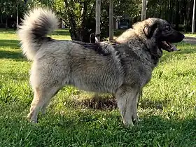 Chien de berger illyrien