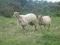 Sasi ardia au Guipuscoa