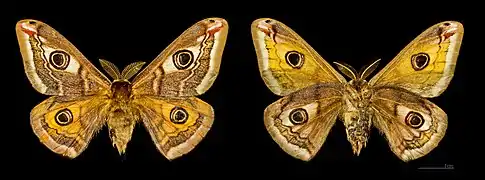 Les deux faces du mâle MHNT.