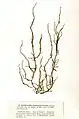 Sauvageaugloia divaricata, planche de l'herbier des frères Crouan (Pierre-Louis et Hippolyte-Marie).
