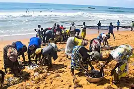 Tri du poisson après la pêche.