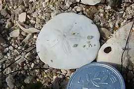 Scaphechinus mirabilis (Scutellidae).