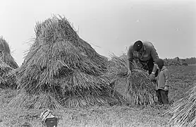 Récolte des céréales