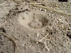 Larve creusant son entonnoir