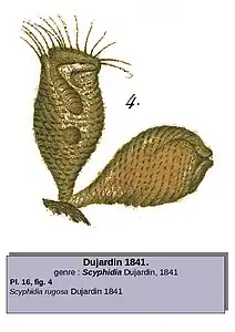Scyphidia rugosa(Dujardin 1841)
