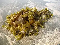 Padina sp. au Bangladesh