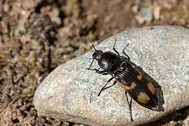 Selatosomus suckleyi.