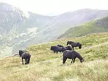Poneys noirs dans des collines