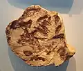 Fossiles de Semionotus kapffi
