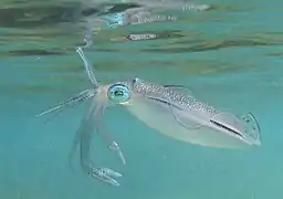 Sepioteuthis lessoniana