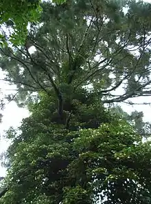 A l'assaut d'un séquoia