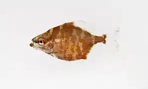 Myleus sp. (juvenile)