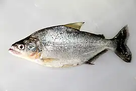 Serrasalmus elongatus