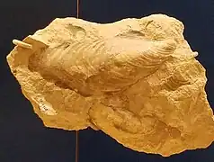 Spécimen d'Inoceramus labiatus, espèce éteinte de mollusques bivalves.