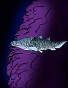 Shenacanthus vermiformis est un genre de tige-chondrichthyen à mâchoires du début du Silurien (Telychien) de Chine